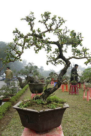 Về[-]kích[-]cỡ[-]cây[-]trong[-]cuộc[-]triển[-]lãm[-]lầ[-]này[-]sẽ[-]là:[-]70%[-]cây[-]mini;[-]20%[-]cây[-]tầm[-]trung;[-]10%[-]cây[-]đại.